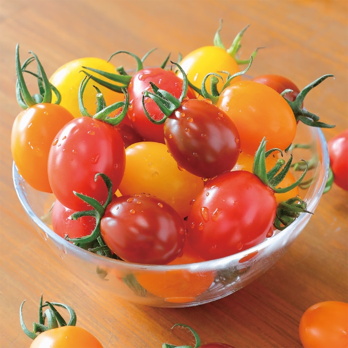 サカタのタネ チョコアイコ ミニトマト種子 実咲小袋 9110 果菜類 トマト ミニトマト 8月まき 小林種苗株式会社