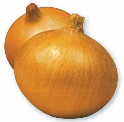 トップゴールド305 タマネギ 種子 タカヤマシード 2dl 1缶 野菜の種/種子 早春収穫！超極早生玉葱！トップゴールド305