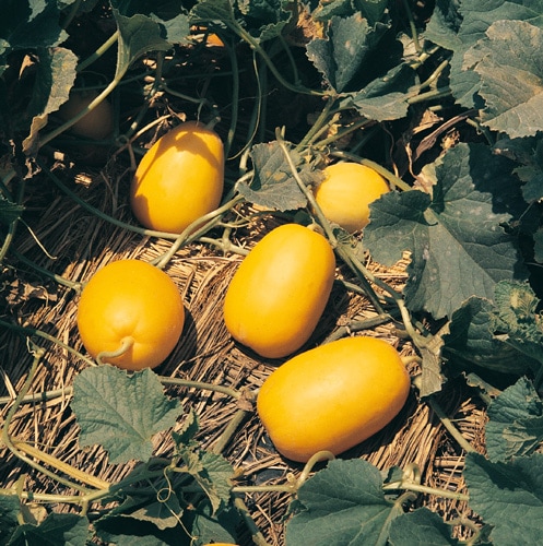 ナント種苗 マクワウリ種子 黄冠【取り寄せ注文】 | 小林種苗公式通販