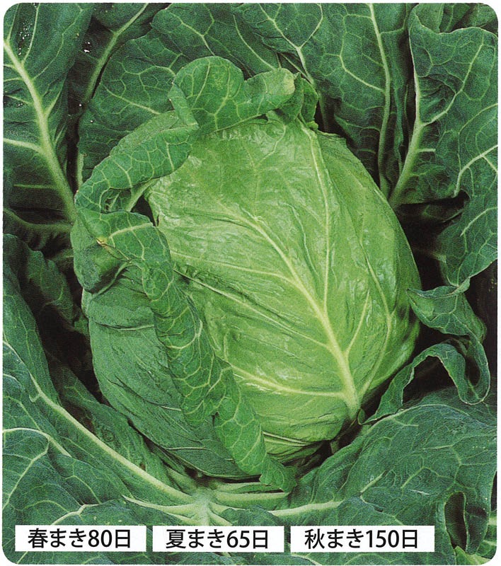 サカタのタネ キャベツ種子 金系201号【取り寄せ注文】※通年商品＊種子
