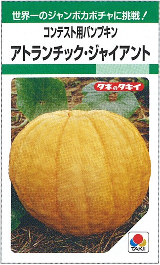 タキイ種苗 カボチャ種子 アトランチック・ジャイアント(コンテスト用