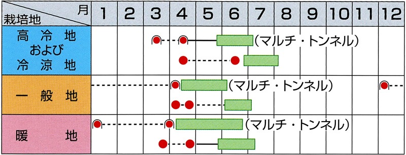 サカタのタネ ダイコン種子 天宝【取り寄せ注文】※通年商品＊種子有効
