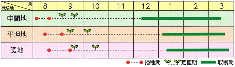 ブロリード ブロッコリー種子 クリア(BL-819)【2025年秋種予約