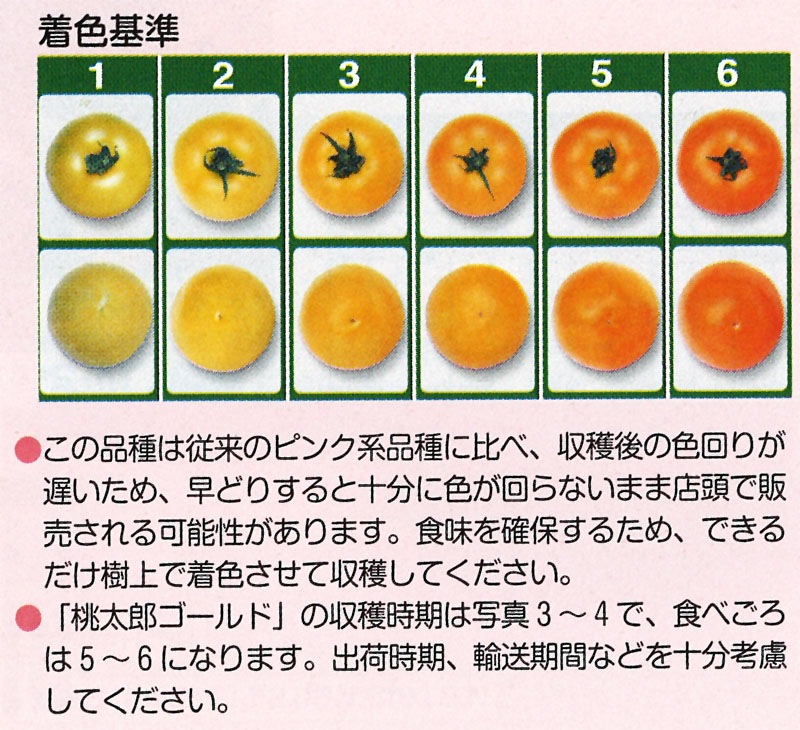 タキイ種苗 トマト種子 桃太郎ゴールド[ATM092]【取り寄せ注文】※春