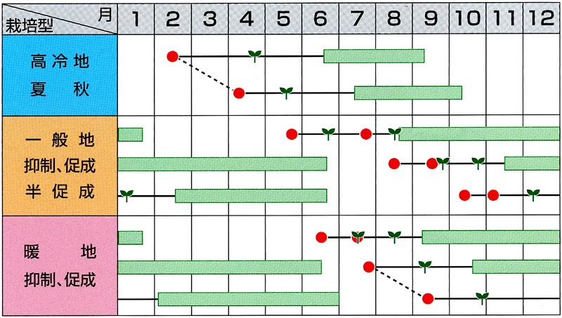 サカタのタネ ミニトマト種子 アイコ【取り寄せ注文】※春のみの商品