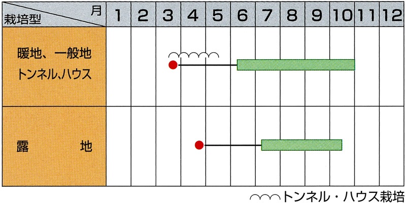 サカタのタネ オクラ種子 ピークファイブ【取り寄せ注文】※春のみの