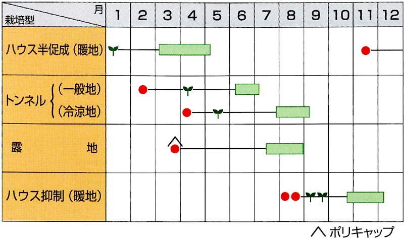 サカタのタネ カボチャ種子 みやこ【取り寄せ注文】※春のみの商品