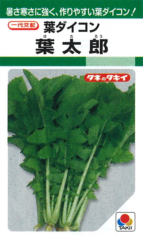 北米の木（葉・幹・種子）分類インデックスカード 北米の木（葉・幹・種子）分類インデックスカード 樹木の葉 実物