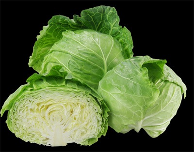 キャベツ 潮岬 キャベツ ｜ 品種カタログ ｜ タキイの野菜【タキイ種苗】
