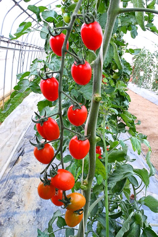 小林種苗 ミニトマト種子 TYプリモルビー ＊種子有効期限2026年10月末