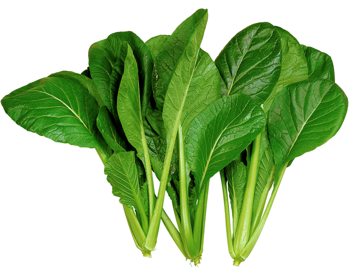 こまつな 大和農園 コマツナ種子 長楽type2【取り寄せ注文】 | すべての