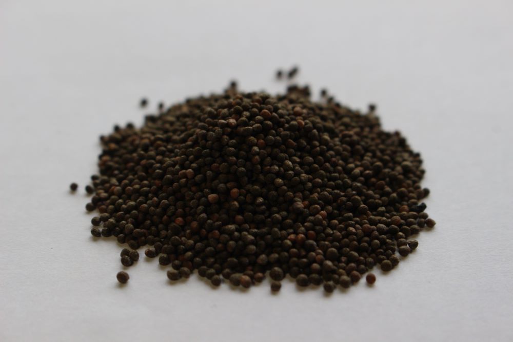 鶴頸種苗 シソ種子 青大葉しそ（小袋：4ml）【取り寄せ注文】【2026