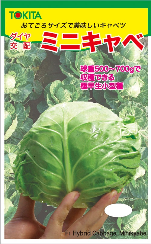 トキタ種苗 キャベツ種子 ミニキャベ【取り寄せ注文】【2026年春種予約