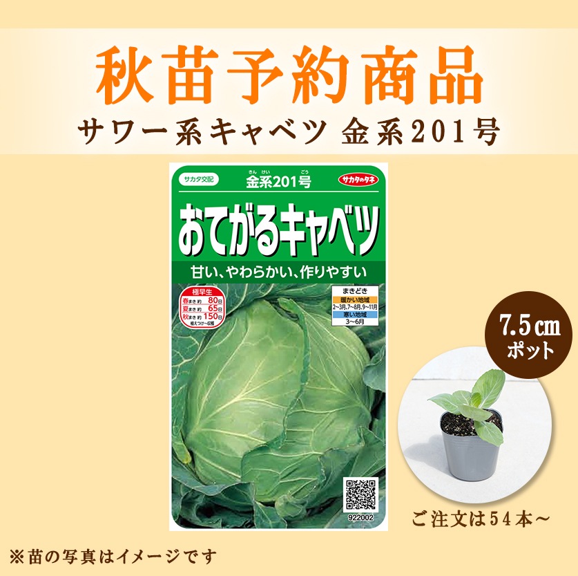 秋野菜苗 キャベツ 金系201号 7.5cmポット×54本【2025年秋苗予約