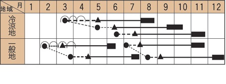 トキタ種苗 キャベツ種子 超大球【取り寄せ注文】＊種子有効期限2026年