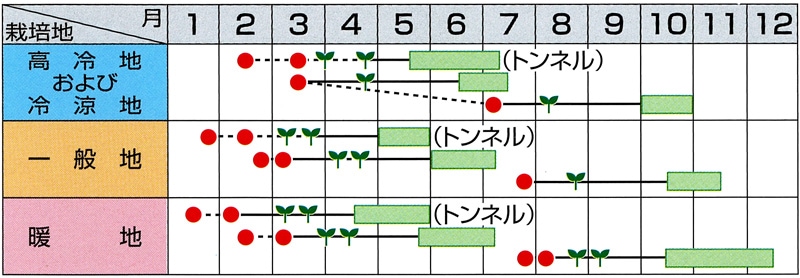 サカタのタネ キャベツ種子 みさき【取り寄せ注文】※通年商品【2026