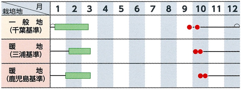 サカタのタネ ダイコン種子 冬みね2号【取り寄せ注文】＊秋のみ商品