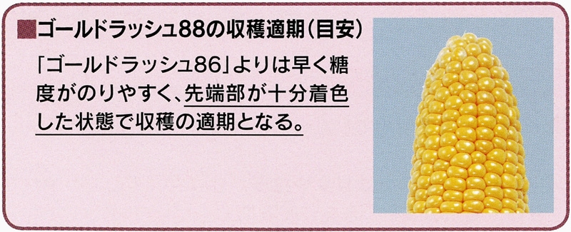 サカタのタネ スイートコーン種子 ゴールドラッシュ88【取り寄せ注文