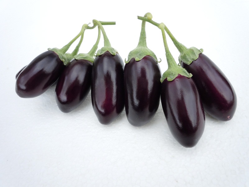 小林種苗 ナス種子 ぼうや茄子＊種子有効期限2026年11月末 | 小林種苗