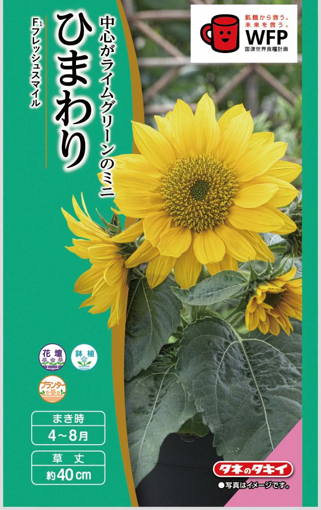 タキイ種苗 ヒマワリ種子 F1 フレッシュスマイル[FHM416]【取り寄せ