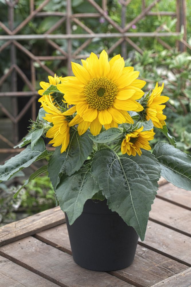 タキイ種苗 ヒマワリ種子 F1 フレッシュスマイル[FHM416]【取り寄せ