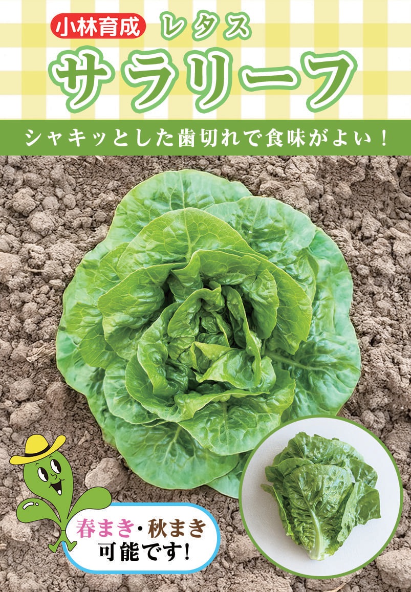 結球レタスの苗　400苗　品種「逸香」 楽天市場】夏秋どり結球レタス 種 『ヒートガイ』 ALE175 タキイ種苗