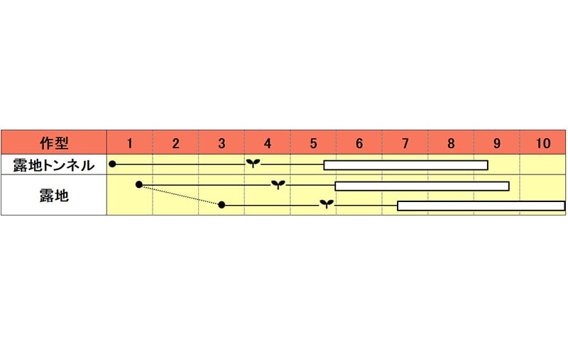 小林種苗 ナス種子 シルクボーイ 白ナス＊種子有効期限2026年10月末