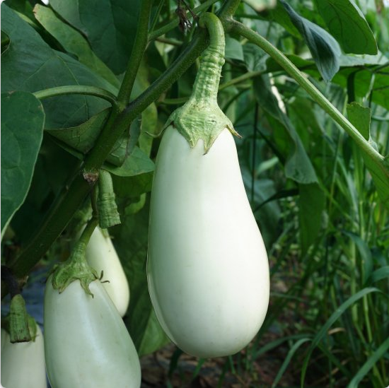 トキタ種苗 ナス種子 とろーり旨なす【取り寄せ注文】＊種子有効