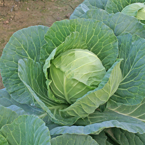 トキタ種苗 キャベツ種子 55ボール【取り寄せ注文】 | 葉菜類