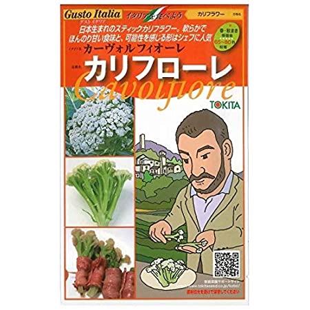 トキタ種苗 カリフラワー種子 グストイタリア カリフローレ90