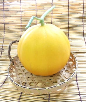小林種苗 メロン種子 おてがるメロン2種セット＊種子有効期限