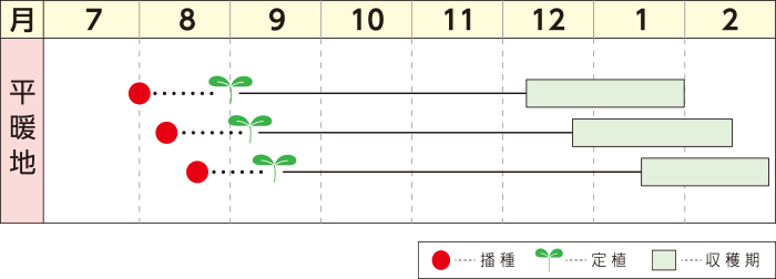 野崎採種場 キャベツ種子 冬魂（N-243）【取り寄せ注文】※ご購入前に
