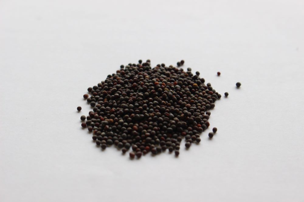 鶴頸種苗 ハクサイ種子 野崎白菜二号（小袋：5ml）【取り寄せ注文
