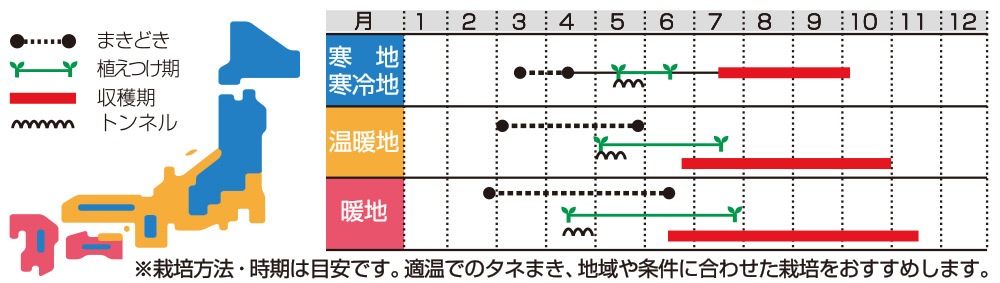 サカタのタネ ミニトマト種子 キャロルパッション【取り寄せ注文】※春
