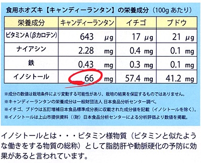 大和農園 キャンディーランタン Pvp 食用ほおずき種子 メーカー別 大和農園 小林種苗株式会社 大和農園 キャンディーランタン Pvp 食用ほおずき種子 メーカー別 大和農園 小林種苗株式会社