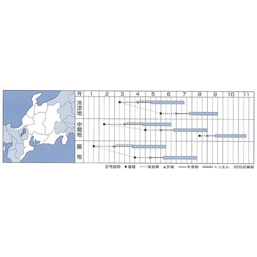 タキイ種苗 ズッキーニ種子 ダイナーEX【取り寄せ注文】＊種子有効期限