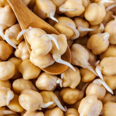 GFP[A310]ひよこ豆/ガルバンゾ スプラウト30g【発芽豆用有機