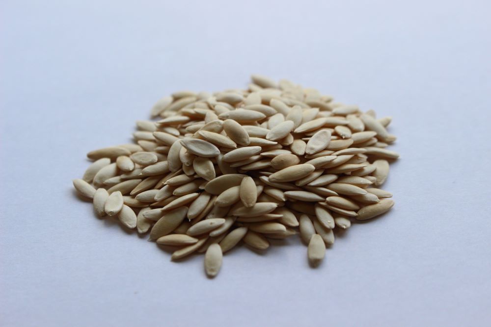 鶴頸種苗 ツケウリ種子 細工名縞瓜（小袋：1ml） 【取り寄せ注文】 ※お