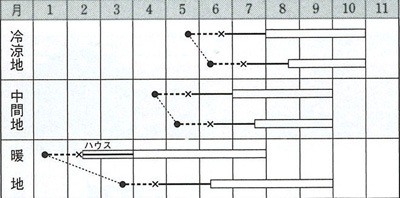 ゴーヤ 【島さんご苦瓜】種 タネ SEED ※海外持ち出し禁止 タキイ種苗