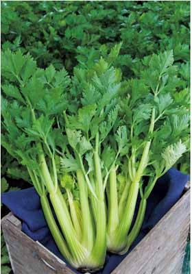 タキイ種苗 セルリー種子 新コーネル619号 Ace512 メーカー別 タキイ種苗 小林種苗株式会社