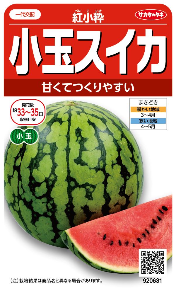 スイカ大好き1m苗・.南米最高峰の美味◇ドワーフ サンタカタリーナ