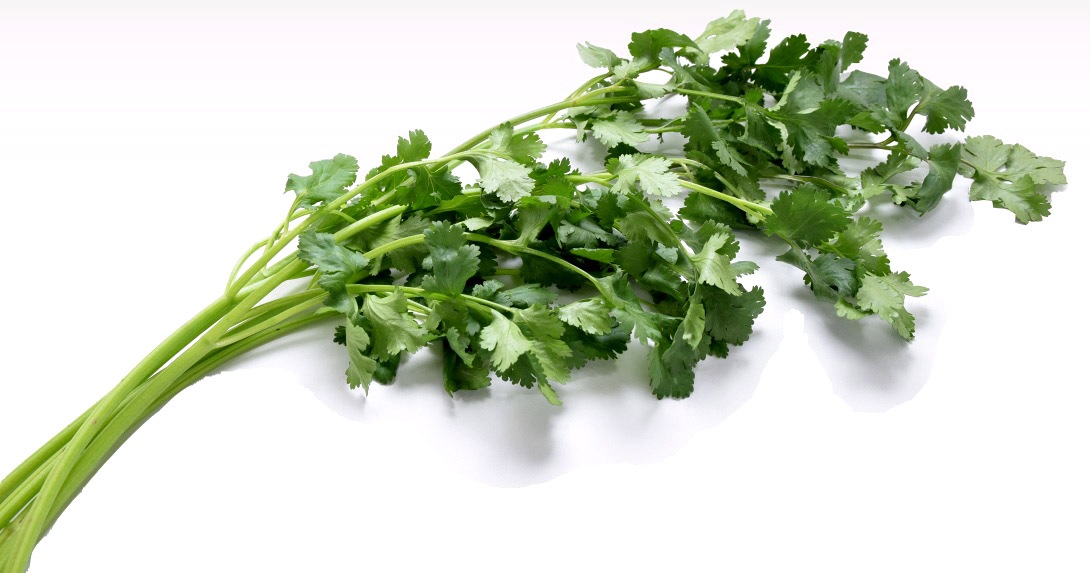 パクチー　15kg 小林種苗 パクチー種子 パクちゃん ＊種子有効期限2026年5月末