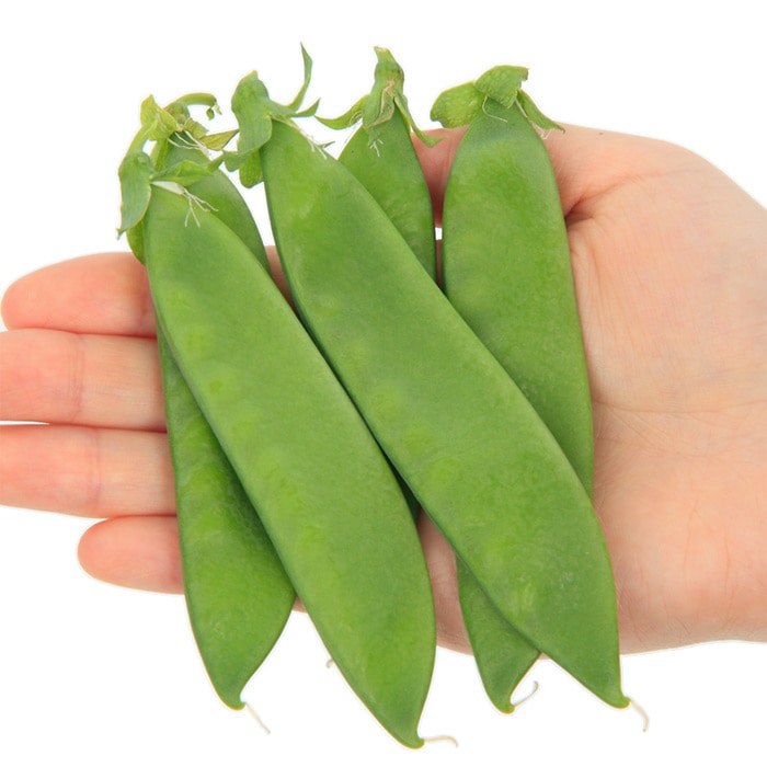 サカタのタネ エンドウ種子 ビッグエンドウ(つるなし) 実咲小袋[927279