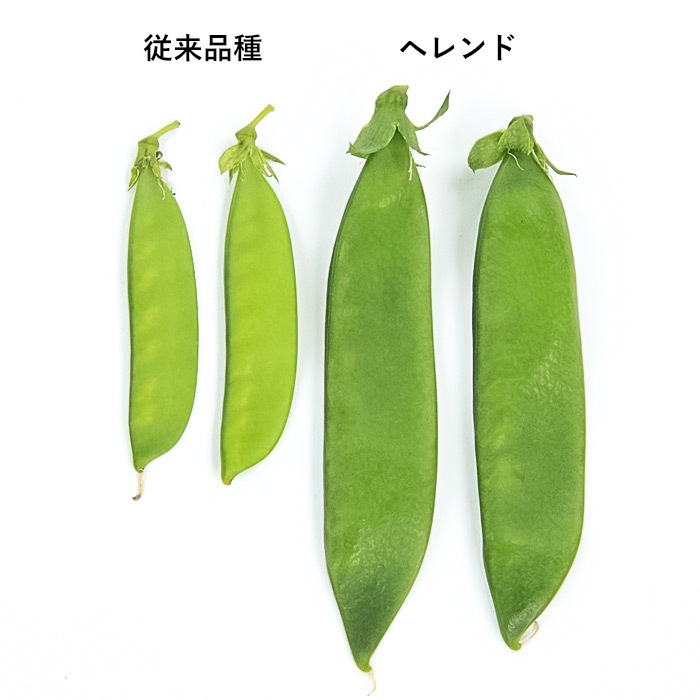 サヤエンドウ商品 サカタのタネ エンドウ種子 ビッグエンドウ(つるなし) 実咲小袋[927279