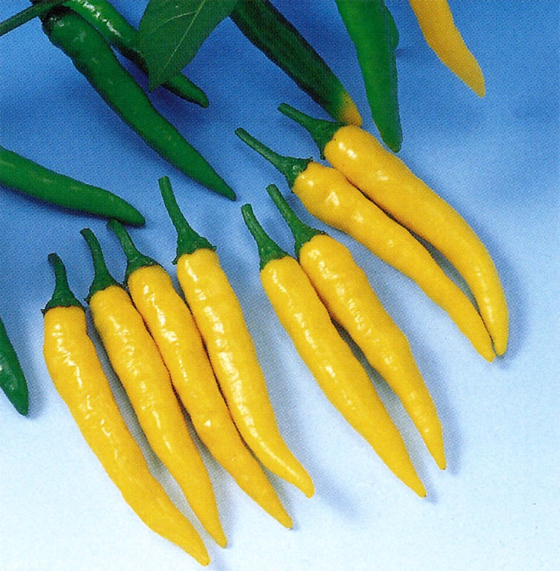 中原採種場 トウガラシ種子 黄とうがらし【取り寄せ注文】【2026年春種