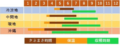 【トンクラさん新交配種】Faline#5 子株　タイ輸入株 トンクラさん新交配種】Faline#5 子株 タイ輸入株の通販はau PAY