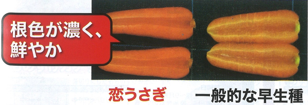 ナント種苗 ニンジン種子 恋うさぎ【取り寄せ注文】＊種子有効期限2026