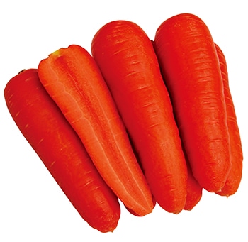 ナント種苗 ニンジン種子 愛うさぎ コート1万粒【取り寄せ注文