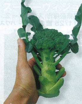 トキタ種苗 ブロッコリー種子 ミニッコリー すべての商品 小林種苗株式会社