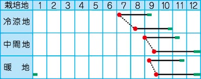 タカヤマシード ダイコン種子 おでん用大根【取り寄せ注文】 | 小林